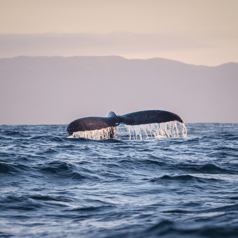 Whale watching is always a great choice!