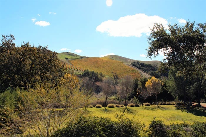 lways5Star Santa Ynez Landscape