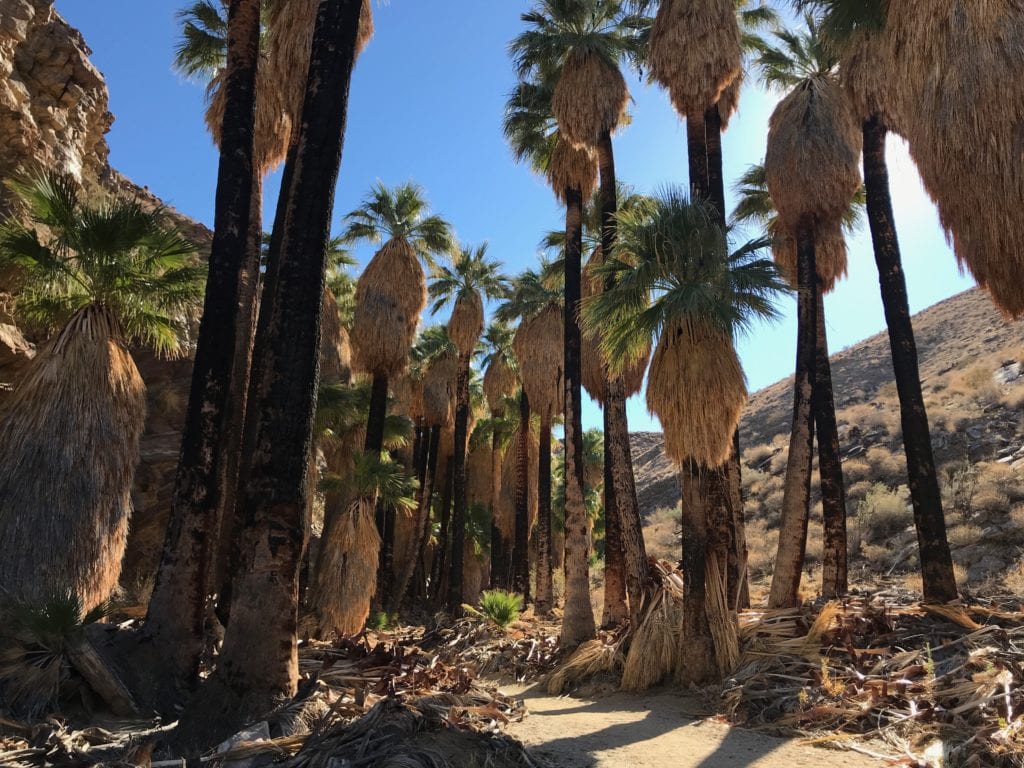 I loved the contrast of the oasis with the desert mountains behind!