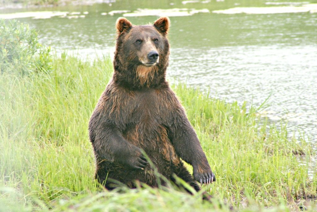 Keep your eyes open for wildlife... like this bear.