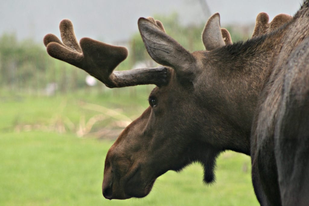 Lucky spotting of a moose!