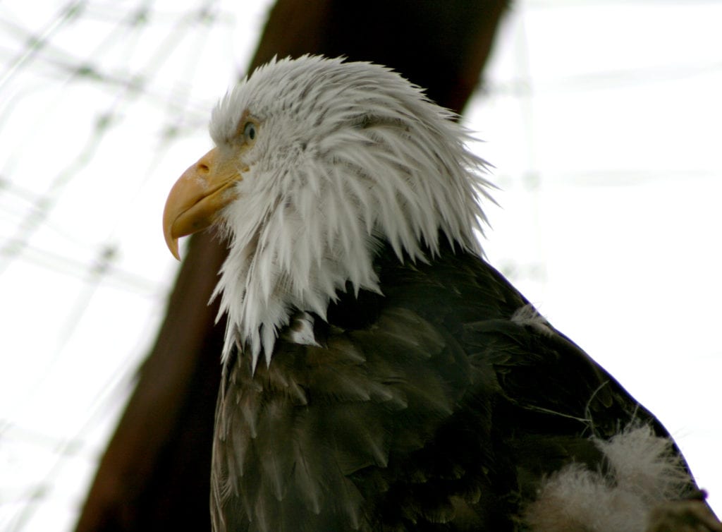 I can almost promise that you will see some bald eagles during your time in Alaska.