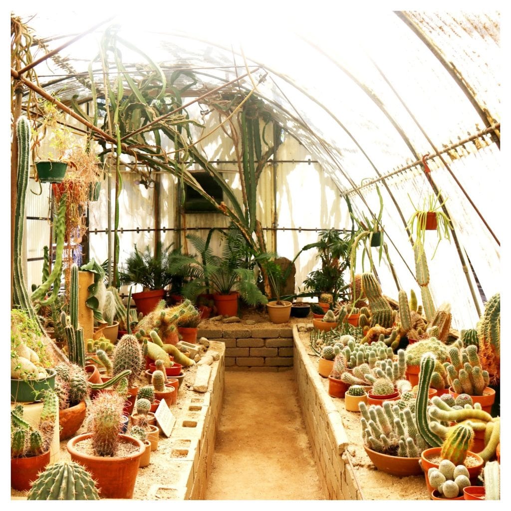 Moorten Cactus Garden