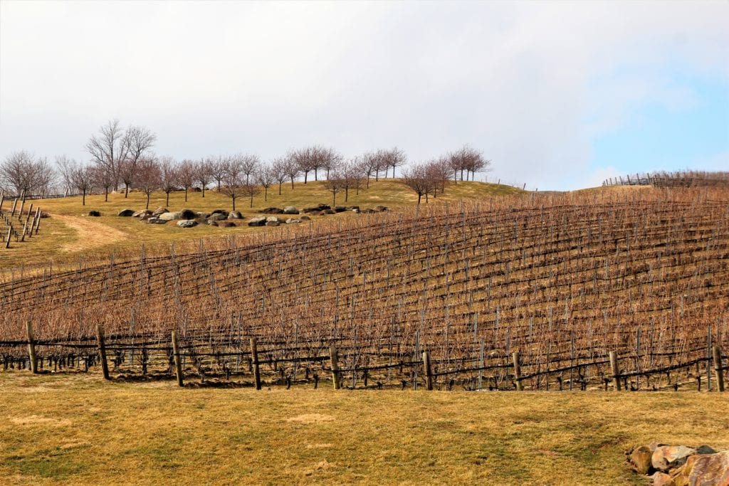 Large floor to ceiling windows offer these views of the vineyard.