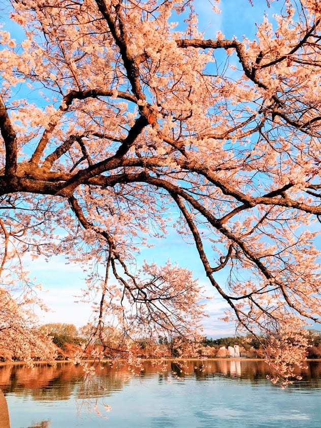 Caught right before the blossoms in 2017