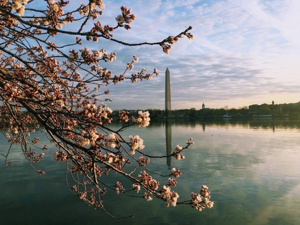 The Tidal Basin is the best for pictures! 