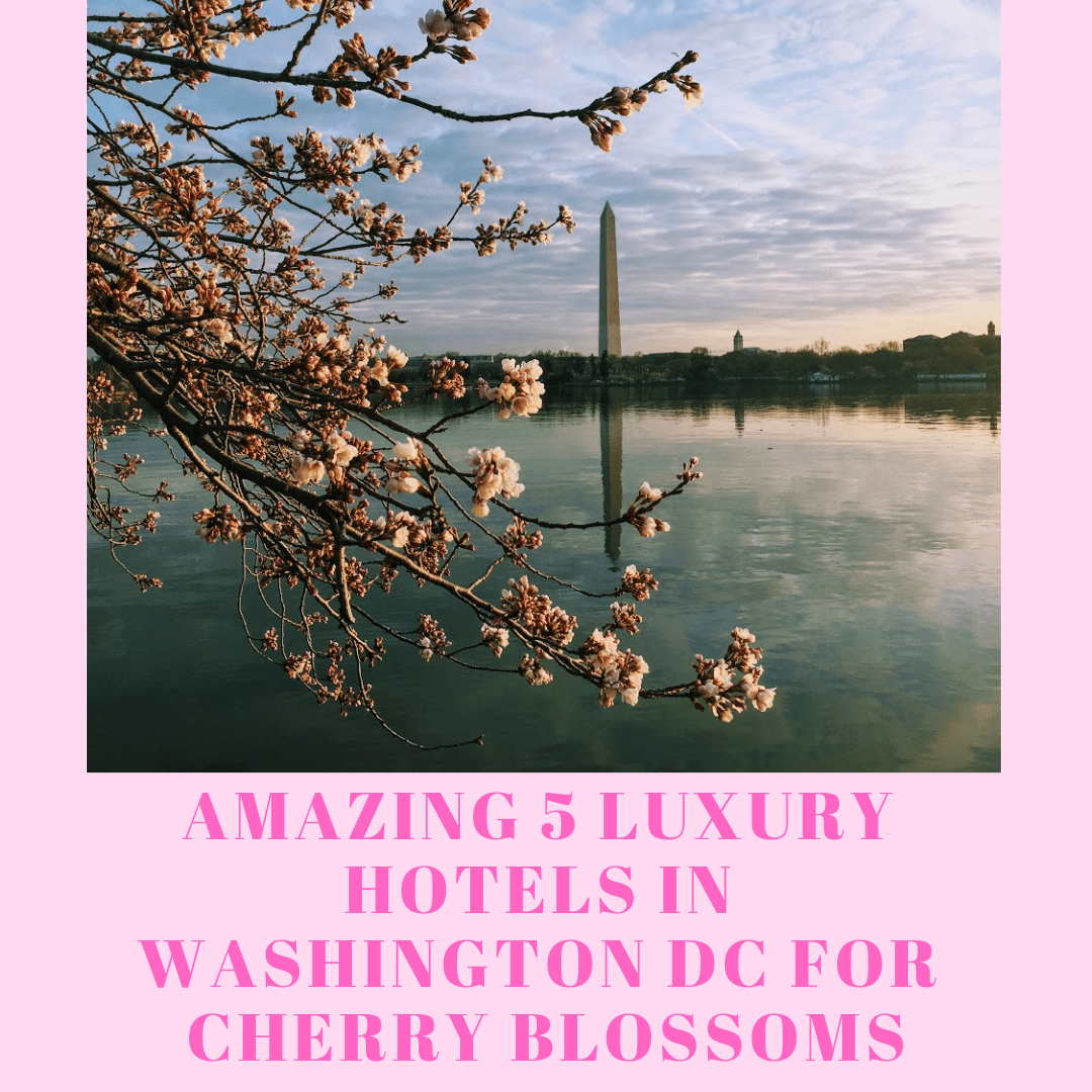 Amazing 5 Luxury Hotels In Washington DC For Cherry Blossoms