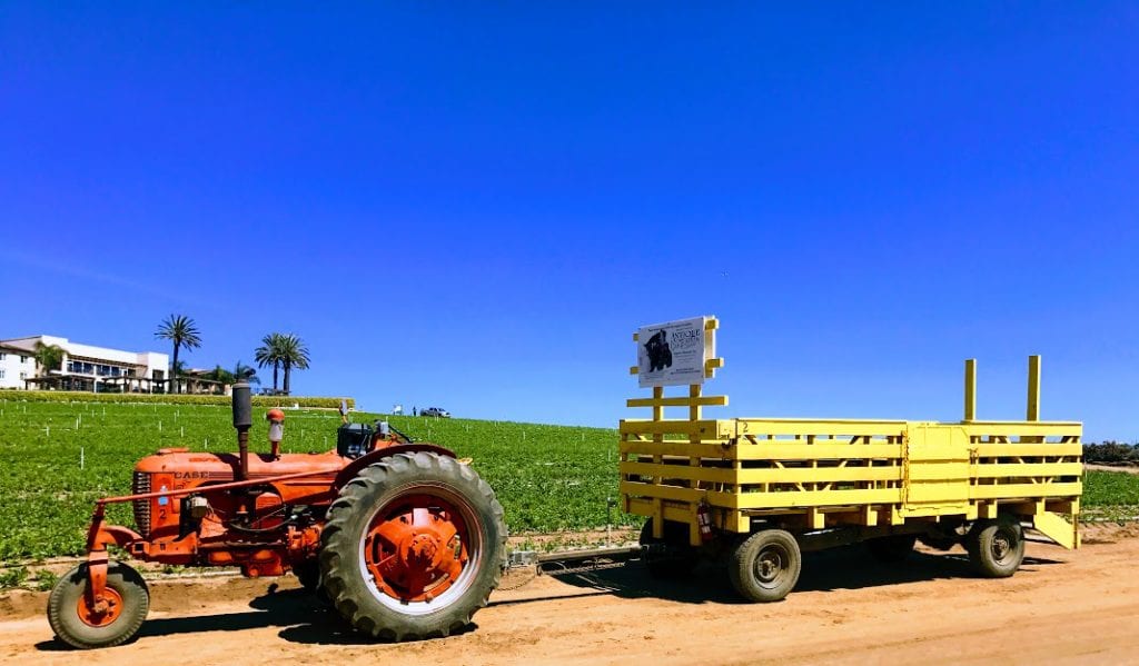 Tractor ride around the Carlsbad Flower Fields