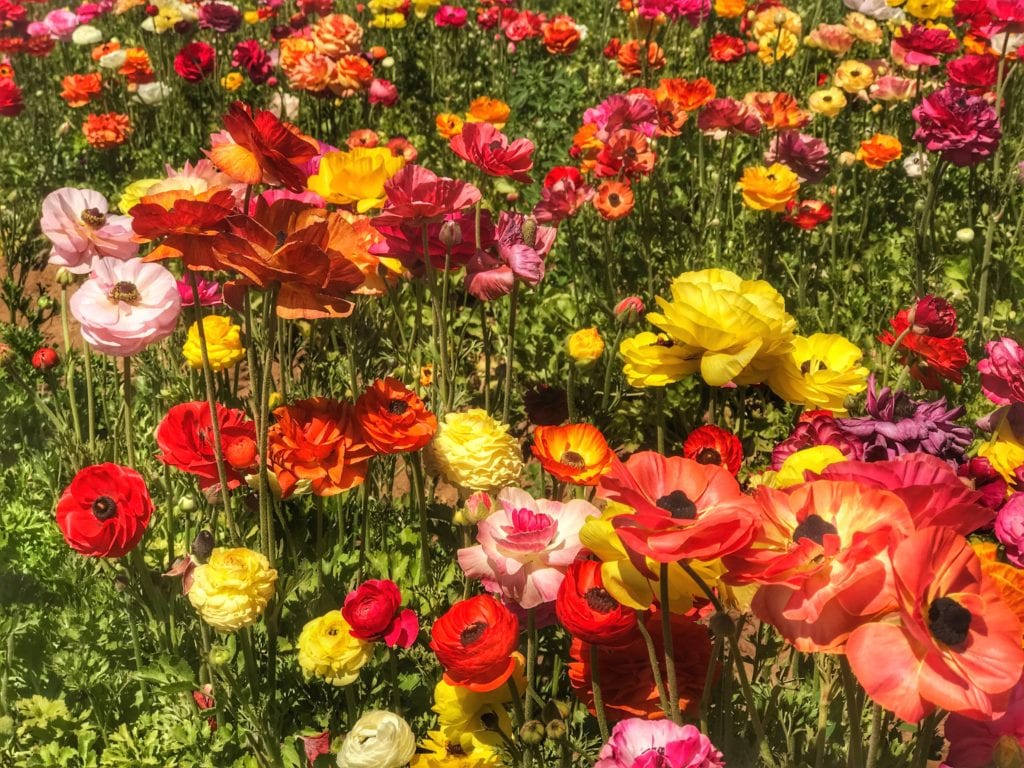 Carlsbad, California Flower Field