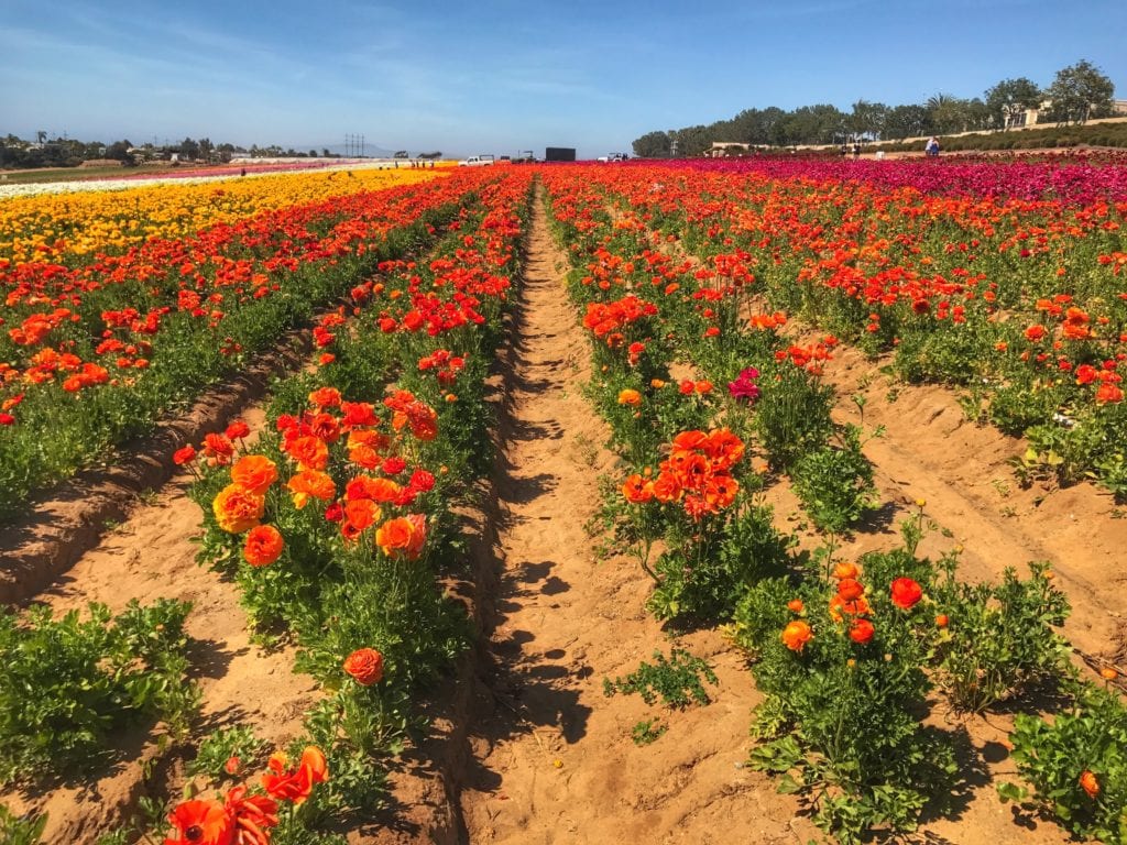Rows of flowers at the Carlsbad Flower Fields