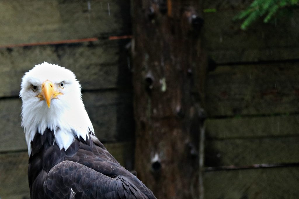 During our rainforest walk, we saw an eagle up close at the Eagle Center.