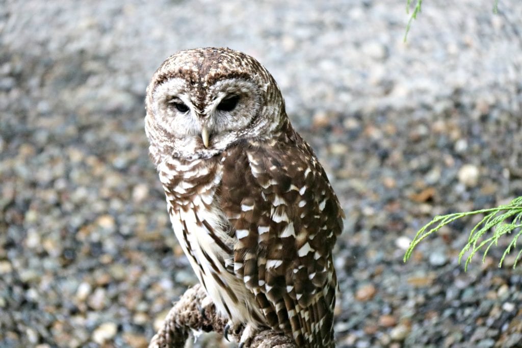 Spotted an owl at the Eagle Center.