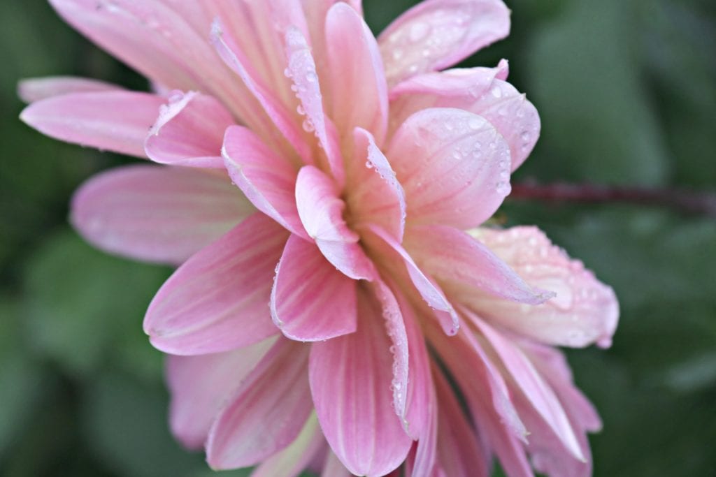 Beautiful blooms