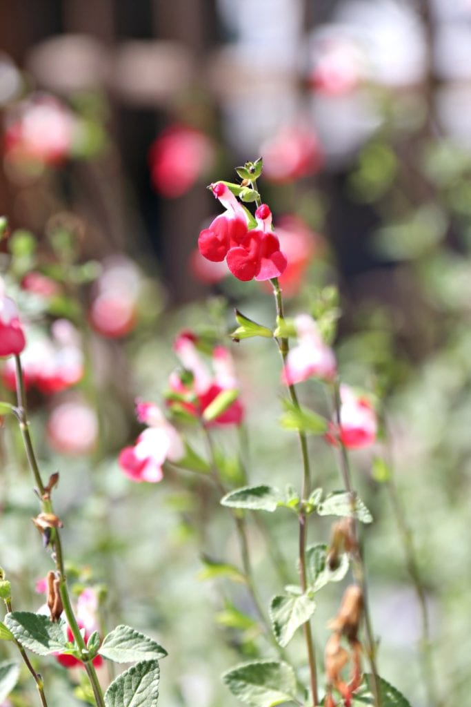 South Coast Botanical Garden Flowers