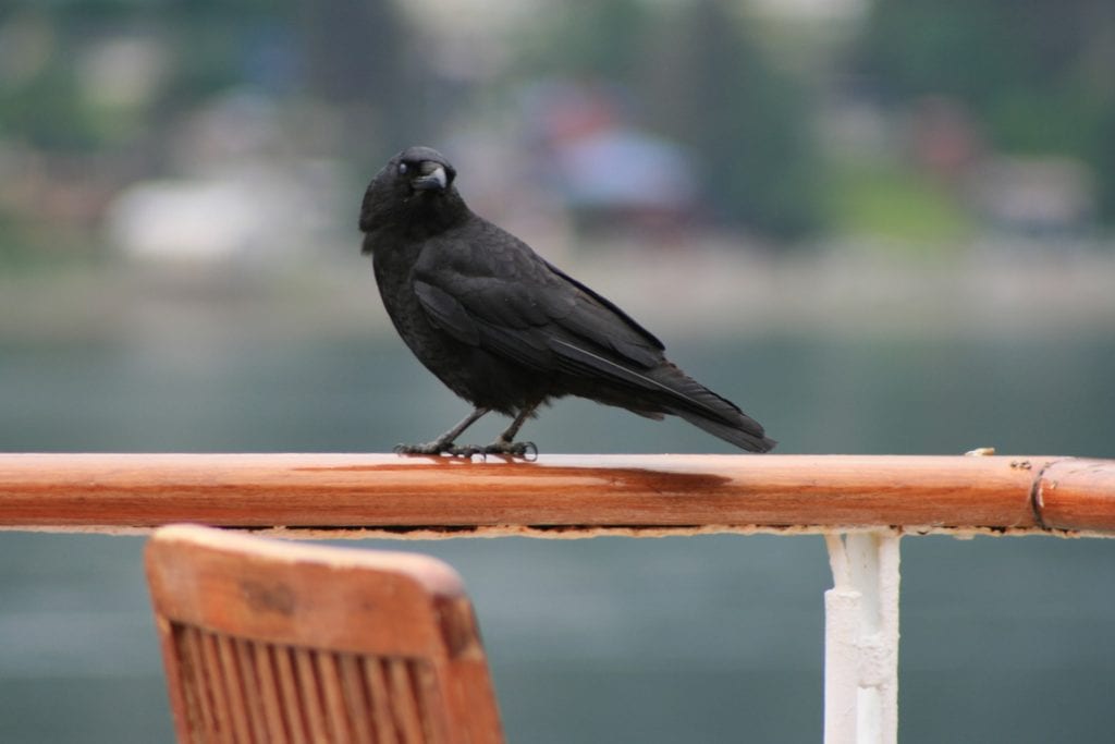 Grateful to capture this lil guy on the deck