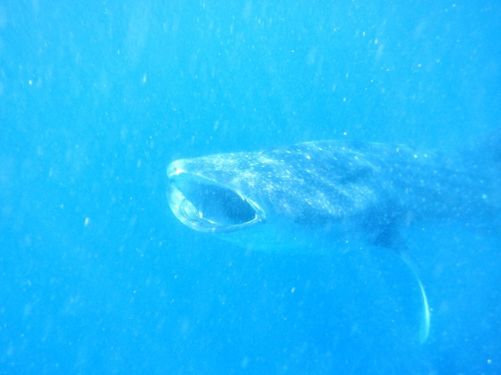 Whale Shark