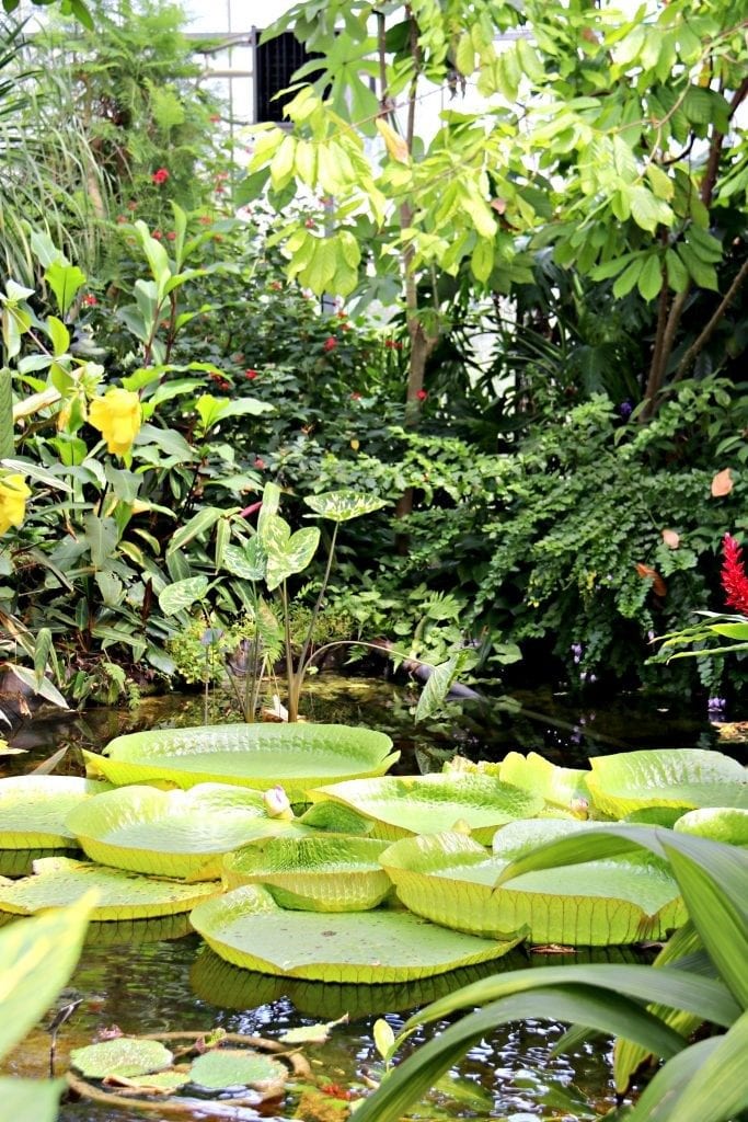 The Rain forest area of the garden.