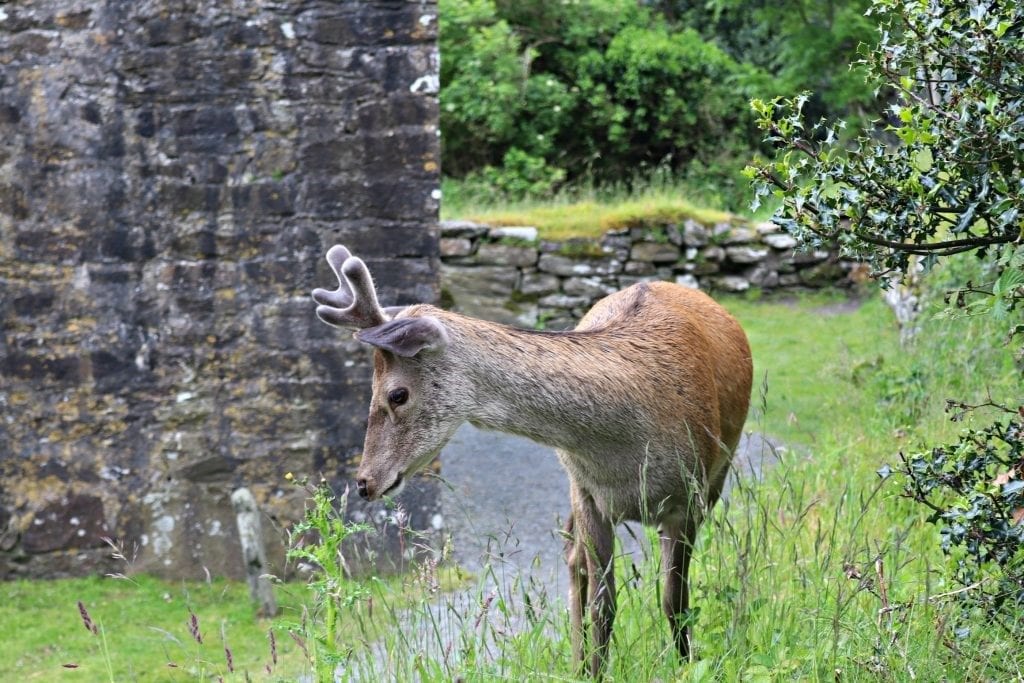 A stop in Glendalough.