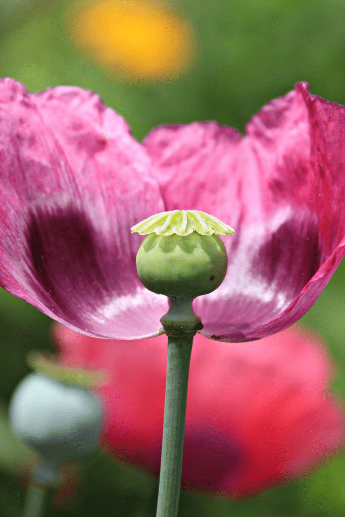 The blooming flowers everywhere are worth the trip to Giverny