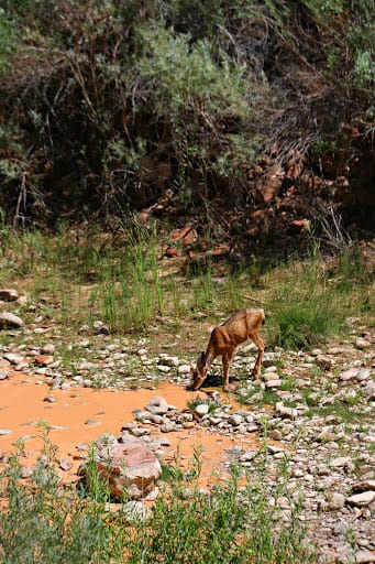 Best Places To Visit From California to Utah: Zion National Park