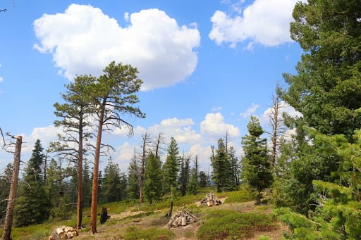 Best Places To Visit From California to Utah: Among the trees, I saw a sign to beware of bears!